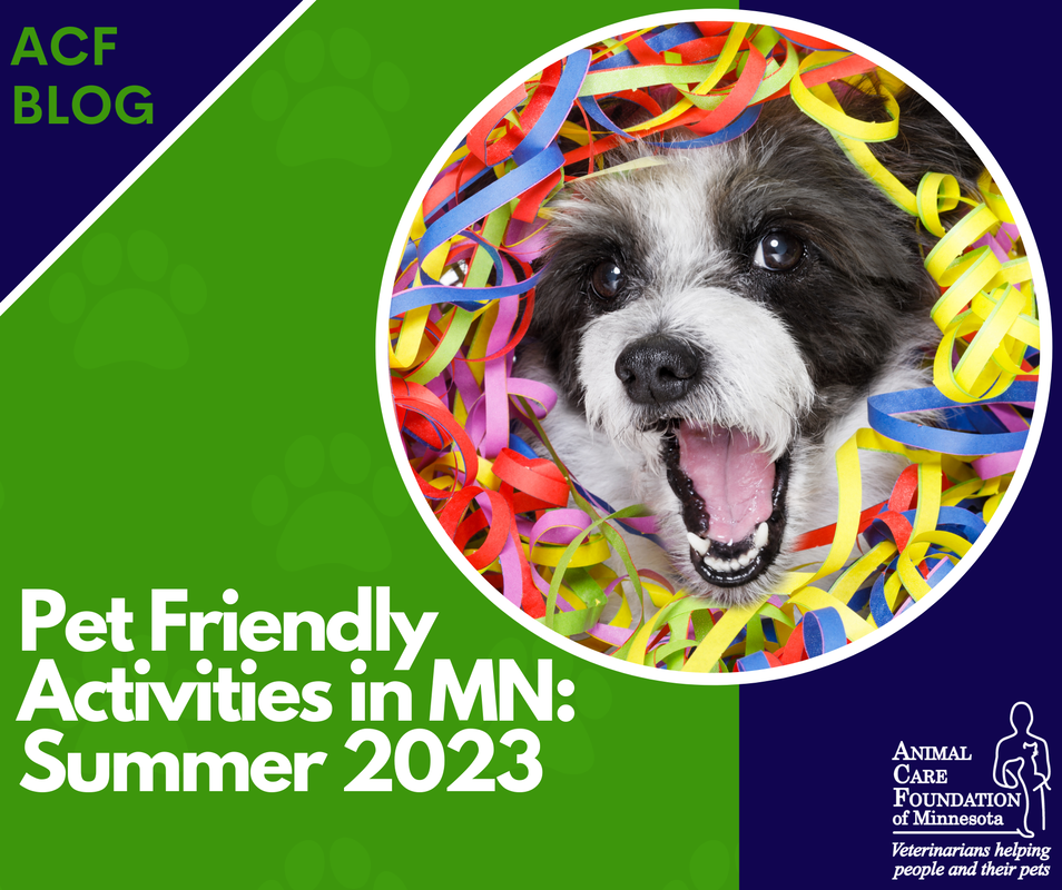 Picture of an excited black and white dog surrounded by streamers and the words Pet Friendly Activities in MN: Summer 2023Picture