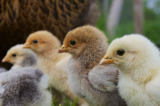 Four fluffy baby chick on a nice day.