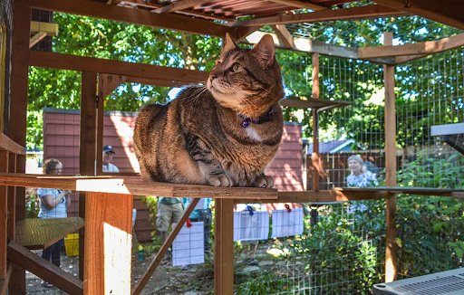 Brown tabby cat in an outdoor catio enjoying the sunrays.