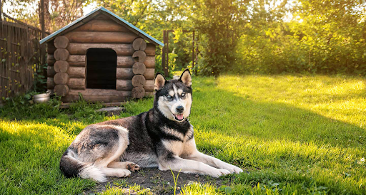 Dog sitting in front of a dog house on a sunny summer day.
