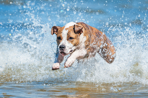Dog jumping through water on a beach.