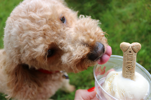 Dog eating an ice cream treat with a dog bone in it.
